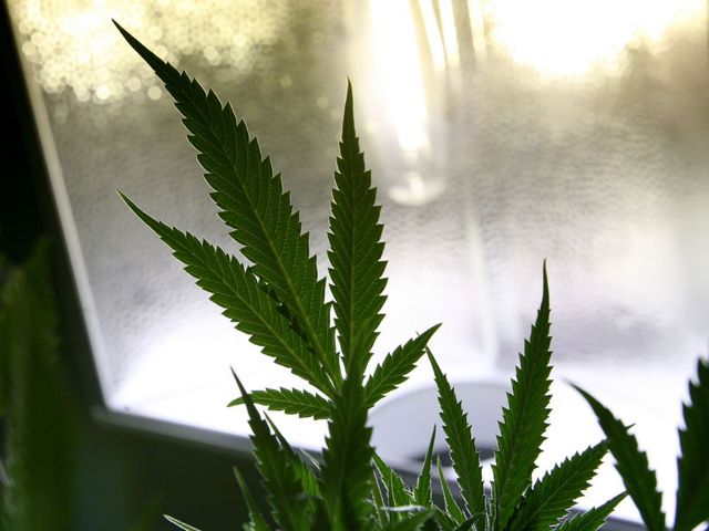 Broward County jury acquits Florida man who claimed pot was medicinal
