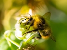 Get free wildflower seeds to save bees