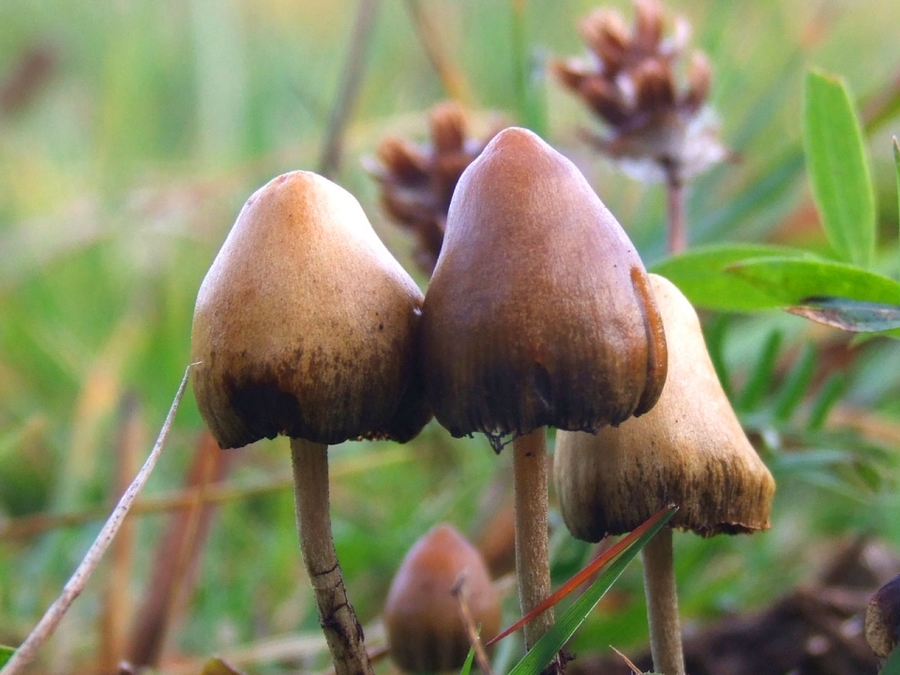 Magic mushrooms could treat mood disorders, severe depression, anxiety