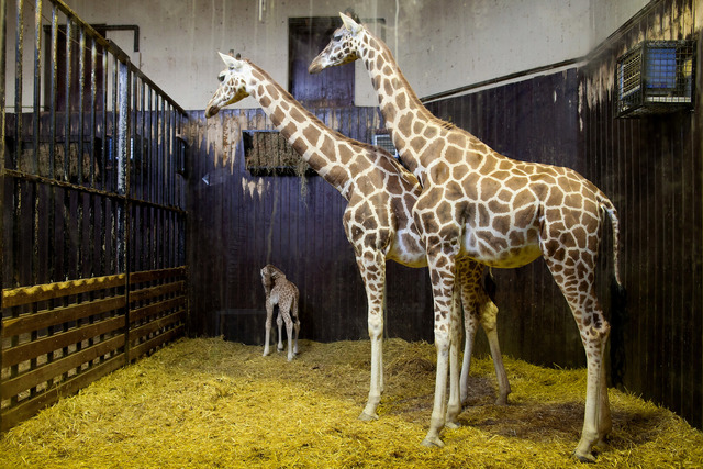 Photos: Baby giraffes around the world