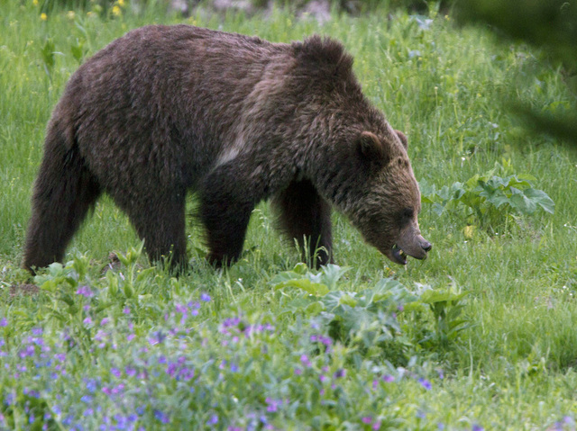 NRA, hunting group say grizzly bear hunts needed for safety